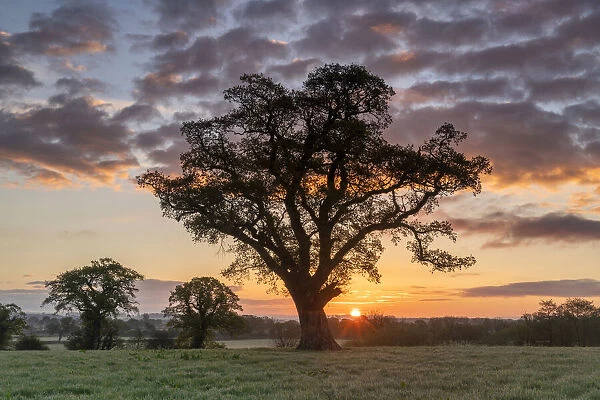 Oak Tree at Sunrise, Dorset, England
