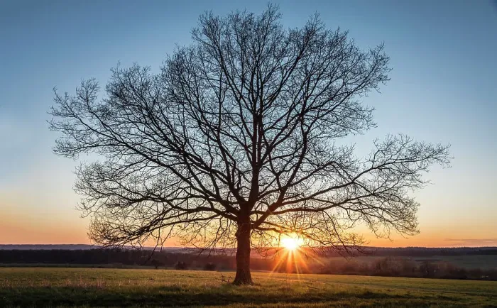 Framed Print : Oak tree at sunset in the Rheingau-Taunus Nature Park near Engenhahn, Niedernhausen, Hesse, Germany Framed Print : Oak tree at sunset in the Rheingau-Taunus Nature Park near Engenhahn, Niedernhausen, Hesse, Germany