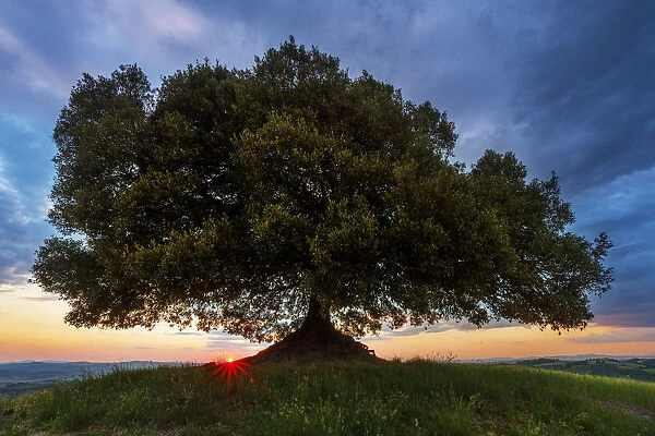 Oak Tree at Sunset, Tuscany, Italy