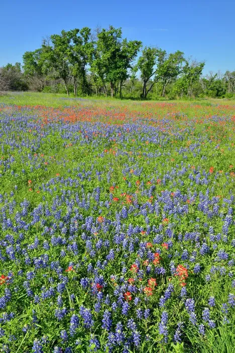 Framed Print : Oak trees and flowering bluebonnets, Travis County, Texas, USA Framed Print : Oak trees and flowering bluebonnets, Travis County, Texas, USA