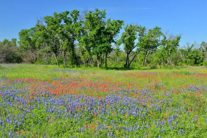 Framed Print : Oak trees and flowering bluebonnets, Travis County, Texas, USA Framed Print : Oak trees and flowering bluebonnets, Travis County, Texas, USA