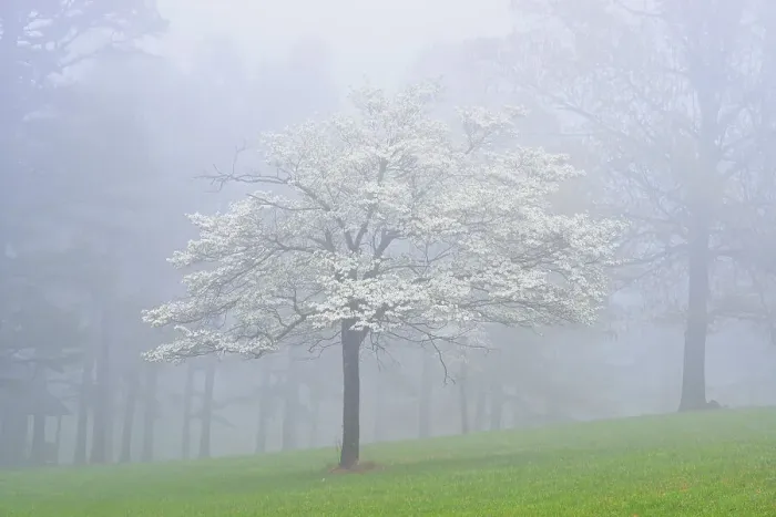Framed Print : Oak trees in the fog, Mt. Sherman, Arkansas, USA Framed Print : Oak trees in the fog, Mt. Sherman, Arkansas, USA