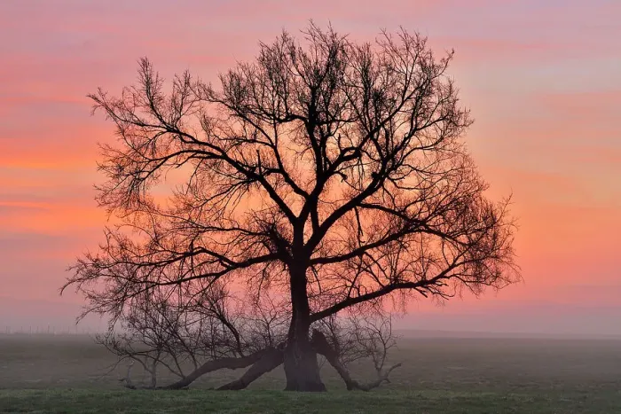 Framed Print : Oak trees in a foggy pasture, Vinita, Oklahoma, USA Framed Print : Oak trees in a foggy pasture, Vinita, Oklahoma, USA