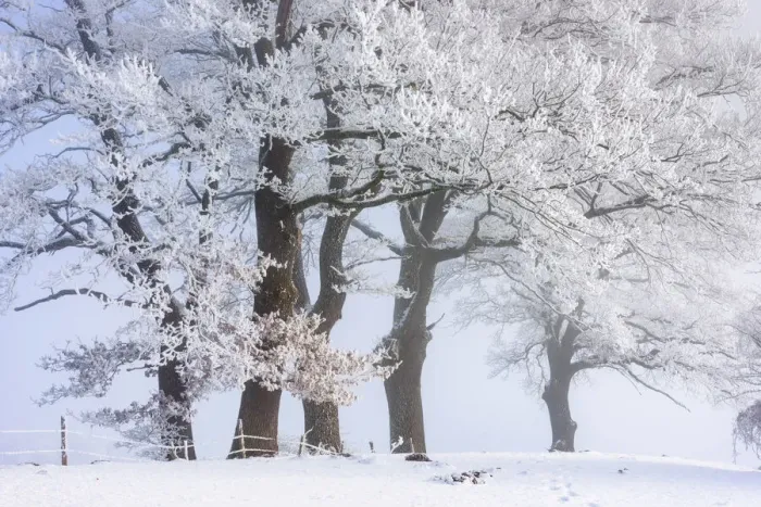 Framed Print : Oak trees with hoar frost, Toelzer Land, Upper Bavaria, Bavaria, Germany