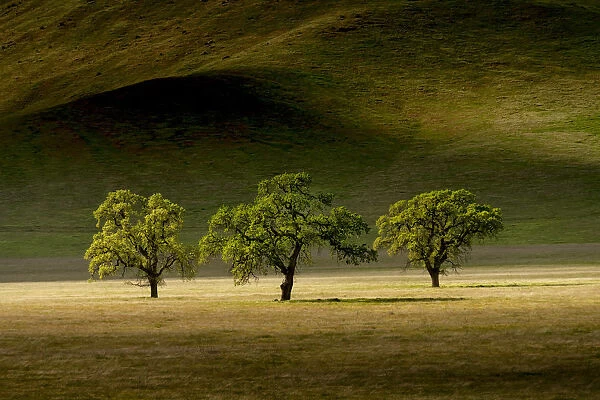 Three Oak Trees, near Keene, California, USA