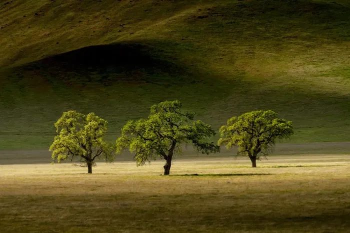Framed Print : Three Oak Trees, near Keene, California, USA Framed Print : Three Oak Trees, near Keene, California, USA