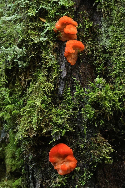 Oceania, Australia, Tasmania, fungus on a mossy tree