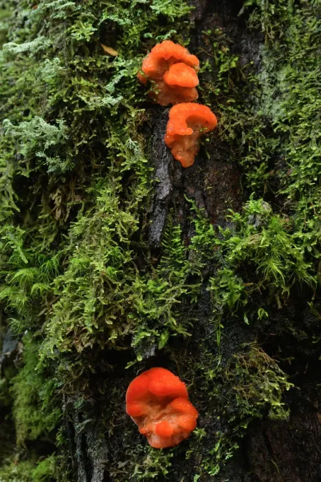 Framed Print : Oceania, Australia, Tasmania, fungus on a mossy tree Framed Print : Oceania, Australia, Tasmania, fungus on a mossy tree