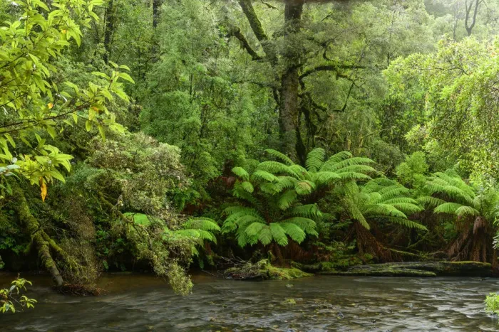 Framed Print : Oceania, Australia, Tasmania, Tarkine Forest Framed Print : Oceania, Australia, Tasmania, Tarkine Forest