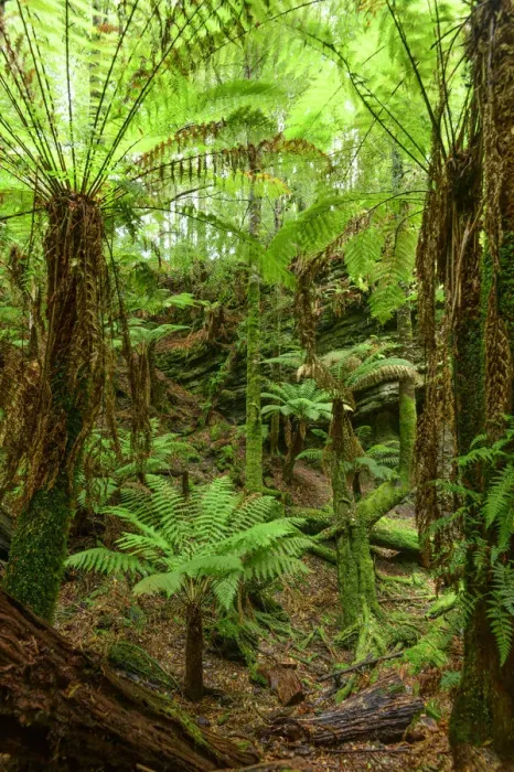 Framed Print : Oceania, Australia, Tasmania, Tarkine Forest at Trowutta Arch Framed Print : Oceania, Australia, Tasmania, Tarkine Forest at Trowutta Arch