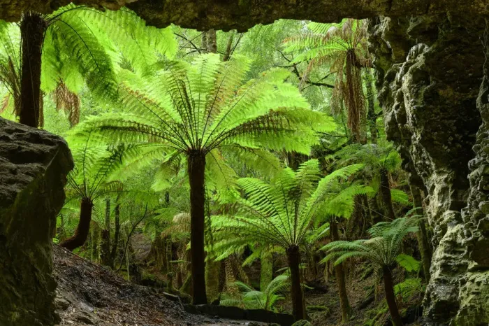 Framed Print : Oceania, Australia, Tasmania, Tarkine Forest at Trowutta Arch Framed Print : Oceania, Australia, Tasmania, Tarkine Forest at Trowutta Arch