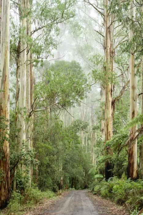Framed Print : Oceania, Australia, Victoria, Great Otway National Park, Eucalyptus Forest Framed Print : Oceania, Australia, Victoria, Great Otway National Park, Eucalyptus Forest