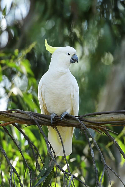 Oceania, Australia, Victoria, Kennet River, Cockatoo perched on branch