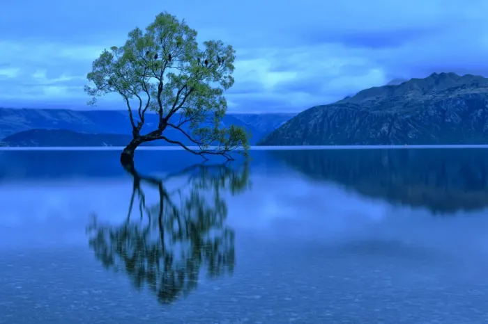 Framed Print : Oceania, New Zealand, Aotearoa, South Island, Otago Wanaka, Wanake tree Framed Print : Oceania, New Zealand, Aotearoa, South Island, Otago Wanaka, Wanake tree