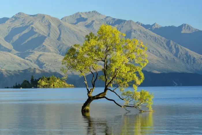 Framed Print : Oceania, New Zealand, Aotearoa, South Island, Wanaka, Lake Wanaka, Tree in water Framed Print : Oceania, New Zealand, Aotearoa, South Island, Wanaka, Lake Wanaka, Tree in water