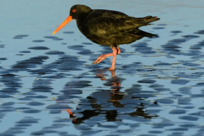 Framed Print : Oceania, New Zealand, Aotearoa, North Island, Wellington, Oystercatcher Framed Print : Oceania, New Zealand, Aotearoa, North Island, Wellington, Oystercatcher