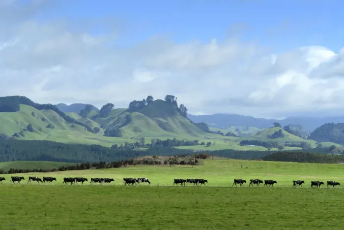 Framed Print : Oceania, New Zealand, Aotearoa, North Island, Taupo, Landscape, Cows at pasture Framed Print : Oceania, New Zealand, Aotearoa, North Island, Taupo, Landscape, Cows at pasture