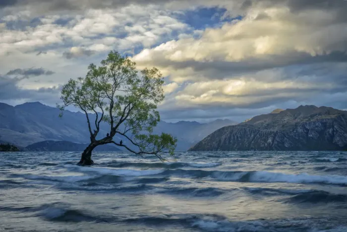 Framed Print : Oceania, New Zealand, Aotearoa, South Island, Wanaka, Wanaka Tree Framed Print : Oceania, New Zealand, Aotearoa, South Island, Wanaka, Wanaka Tree