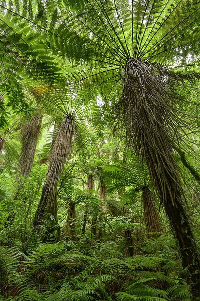 Oceania, New Zealand, Aotearoa, North Island, Tongariro National Park, rain forest