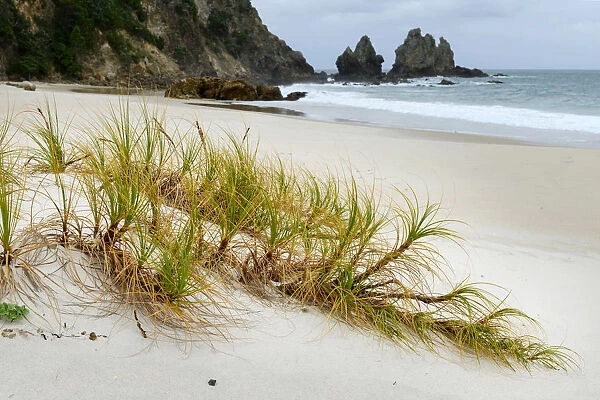 Oceania, New Zealand, Aotearoa, North Island, Coromandel, Beach