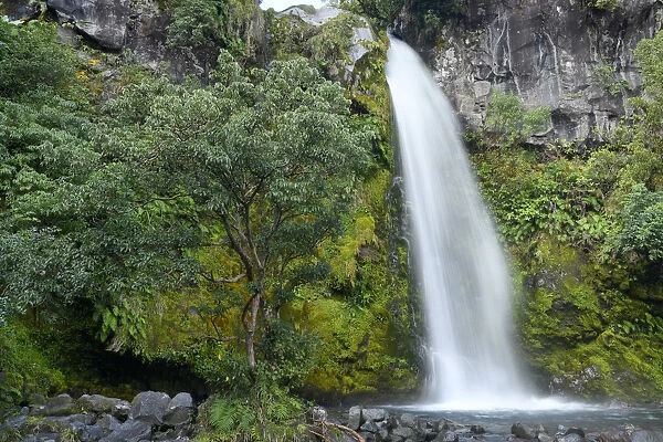 Oceania, New Zealand, Aotearoa, North Island, Mount Egmont, National Park, Dawson Falls