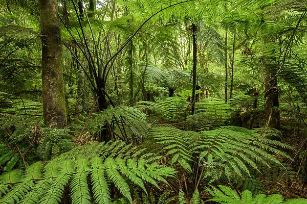 Oceania, New Zealand, Aotearoa, North Island, Kawerau, Tarawera, Tropical Forest