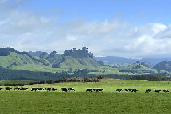 Oceania, New Zealand, Aotearoa, North Island, Taupo, Landscape, Cows at pasture