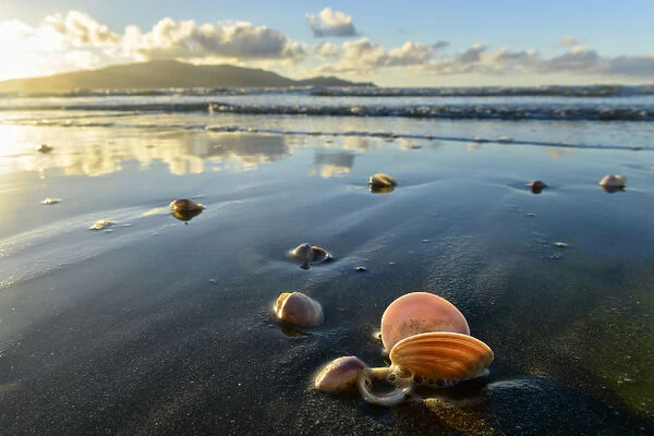 Oceania, New Zealand, Aotearoa, North Island, Waikanae, Waikanae Beach, clam on beach