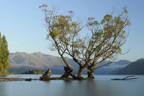 Oceania, New Zealand, Aotearoa, South Island, Otago, Wanaka. lakefront