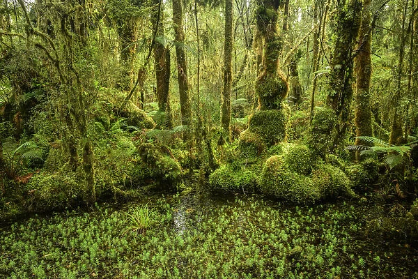 Oceania, New Zealand, Aotearoa, South Island, West Coast Swamp Forest