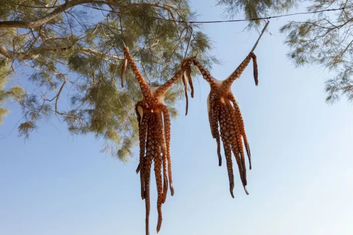 Framed Print : Octopus drying in the Sun, Naxos, Cyclades, Greece