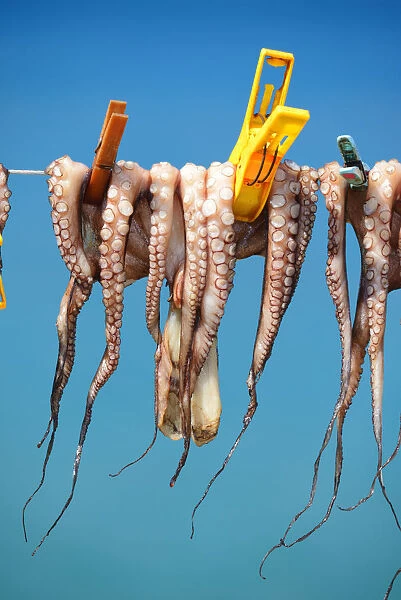 Octopus drying in the sun, Plaka, Crete, Greece, Europe