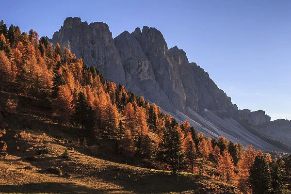 Odle, autumn colors in Funes valley, in the background the Furchetta peak at Sass