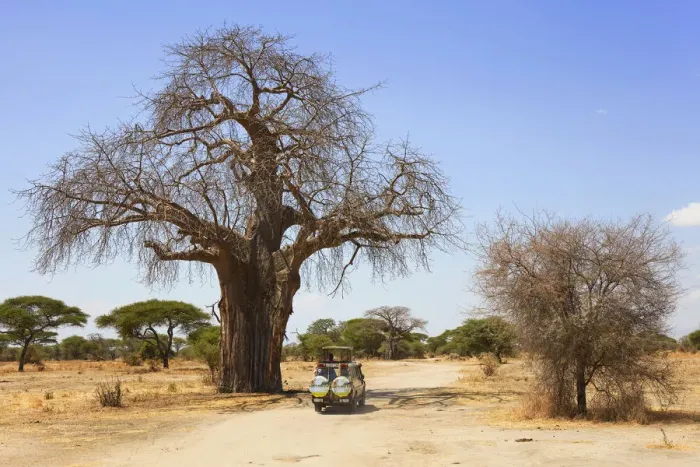 Framed Print : An off road safari vehicle under a giant Adansonia tree (Baobab) in the Central Serengeti Framed Print : An off road safari vehicle under a giant Adansonia tree (Baobab) in the Central Serengeti
