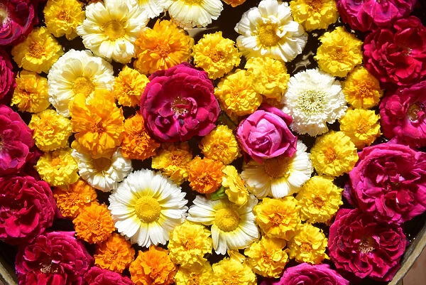 Offerings of Flowers, City of Bundi, Rajasthan, India, Asia