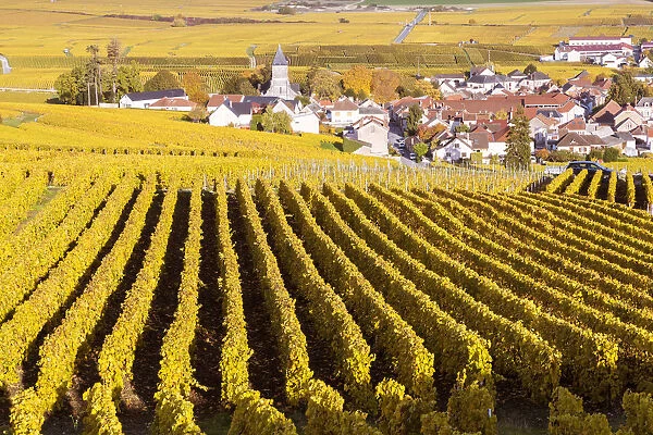 Oger, Champagne Ardenne, France