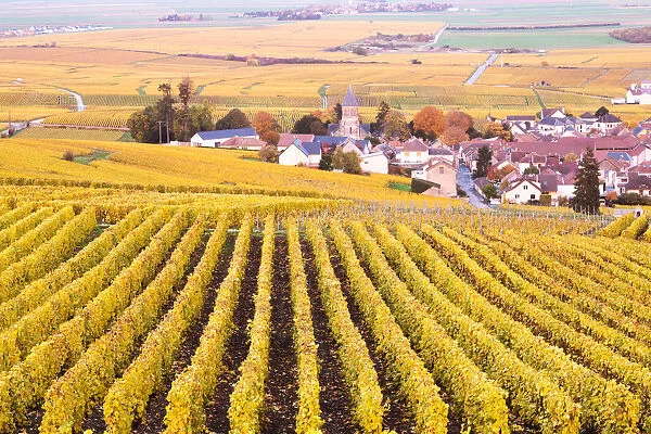 Oger, Champagne Ardenne, France
