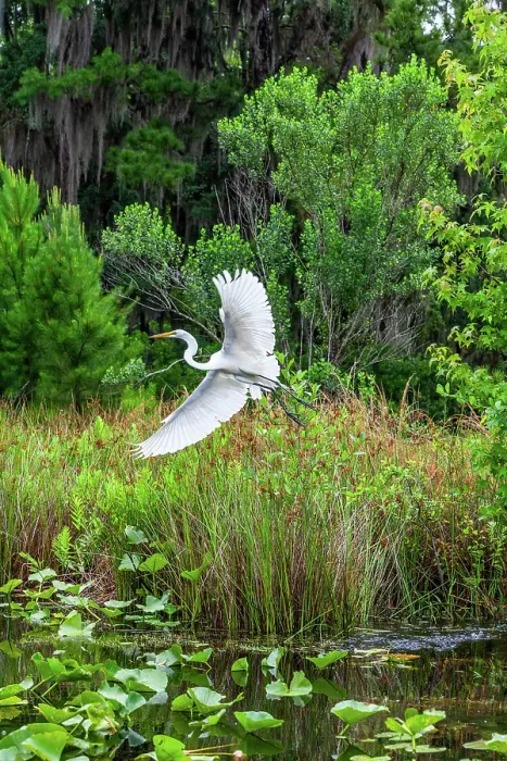 Framed Print : Okefenokee National Wildlife Refuge, Georgia, USA Framed Print : Okefenokee National Wildlife Refuge, Georgia, USA