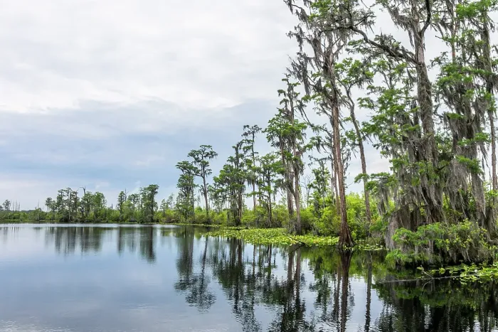 Framed Print : Okefenokee National Wildlife Refuge, Georgia, USA Framed Print : Okefenokee National Wildlife Refuge, Georgia, USA