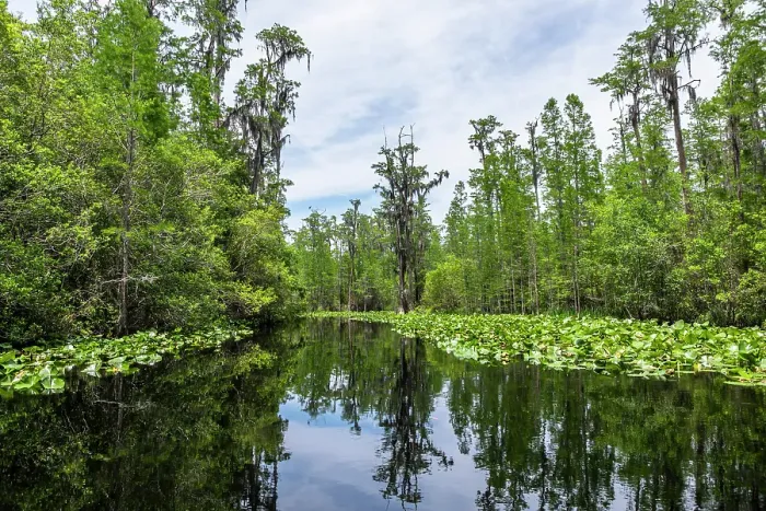 Framed Print : Okefenokee National Wildlife Refuge, Georgia, USA Framed Print : Okefenokee National Wildlife Refuge, Georgia, USA