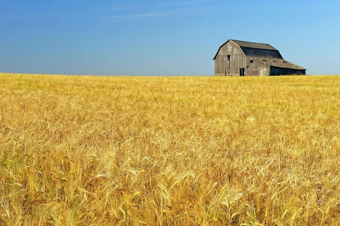 Framed Print : Old barn and barley crop near Trochu, Alberta, Canada Framed Print : Old barn and barley crop near Trochu, Alberta, Canada