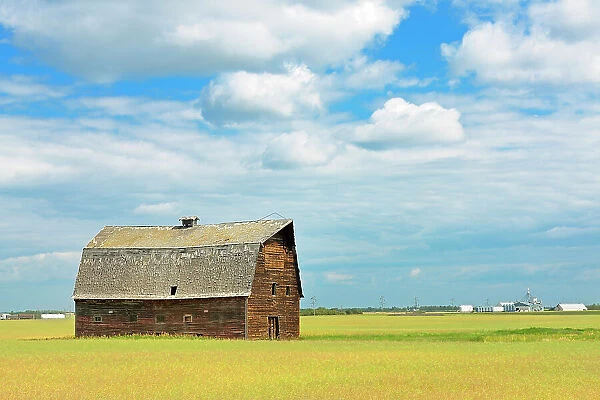 Old barn and canola crop Rycroft Alberta, Canada