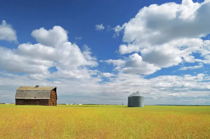 Framed Print : Old barn and canola crop Rycroft, Alberta, Canada Framed Print : Old barn and canola crop Rycroft, Alberta, Canada