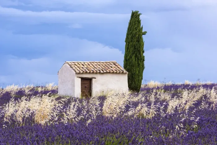 Framed Print : Old barn in the lavender field, Valensole, Provence, France Framed Print : Old barn in the lavender field, Valensole, Provence, France