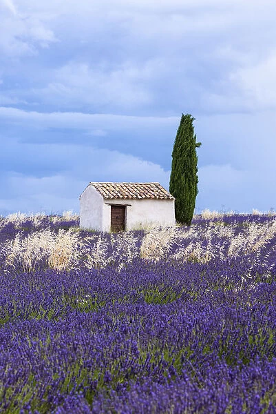 Old barn in the lavender field, Valensole, Provence, France