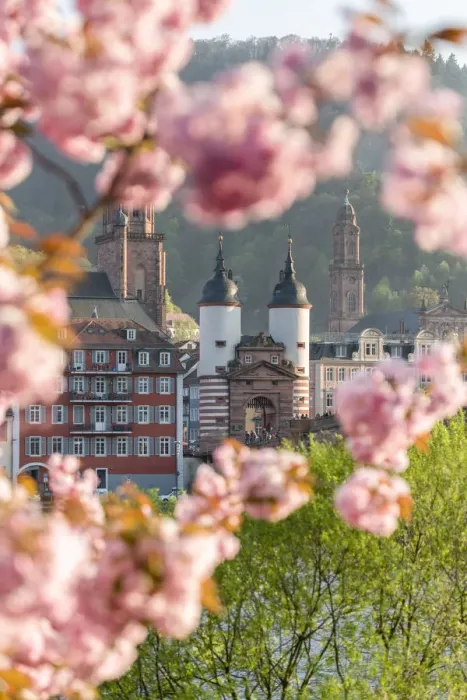 Framed Print : Old Bridge in Heidelberg in spring, Baden-Wurttemberg, Germany Framed Print : Old Bridge in Heidelberg in spring, Baden-Wurttemberg, Germany