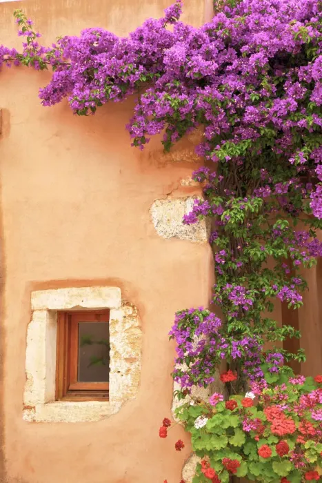 Framed Print : Old Building with Bougainvillea and Geraniums, Crete, Greek Islands, Greece, Europe Framed Print : Old Building with Bougainvillea and Geraniums, Crete, Greek Islands, Greece, Europe