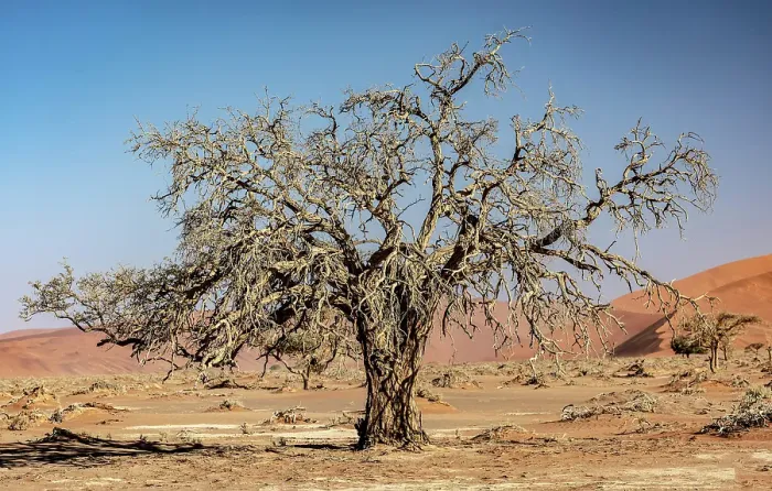 Framed Print : Old camelthorn tree, Sossusvlei, Namib Naukluft Park, Namib Desert, Namibia Framed Print : Old camelthorn tree, Sossusvlei, Namib Naukluft Park, Namib Desert, Namibia
