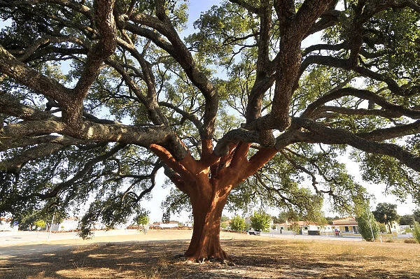 A very old cork-tree, dated from 1795. The cork from this tree gives 100