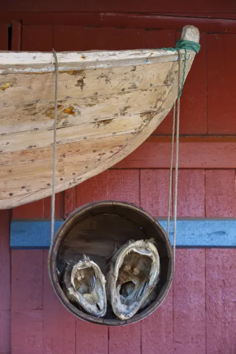 Framed Print : Old Fishing boat and fish head detail, A, Moskenesoy, Lofoten, Nordland, Norway Framed Print : Old Fishing boat and fish head detail, A, Moskenesoy, Lofoten, Nordland, Norway